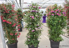 The Blue Angel in the middle.